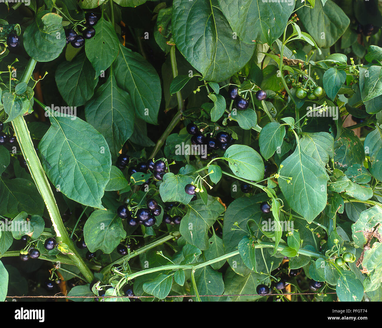 Solanum retroflexum (wonderberry) unter Blätter, close-up Stockfoto