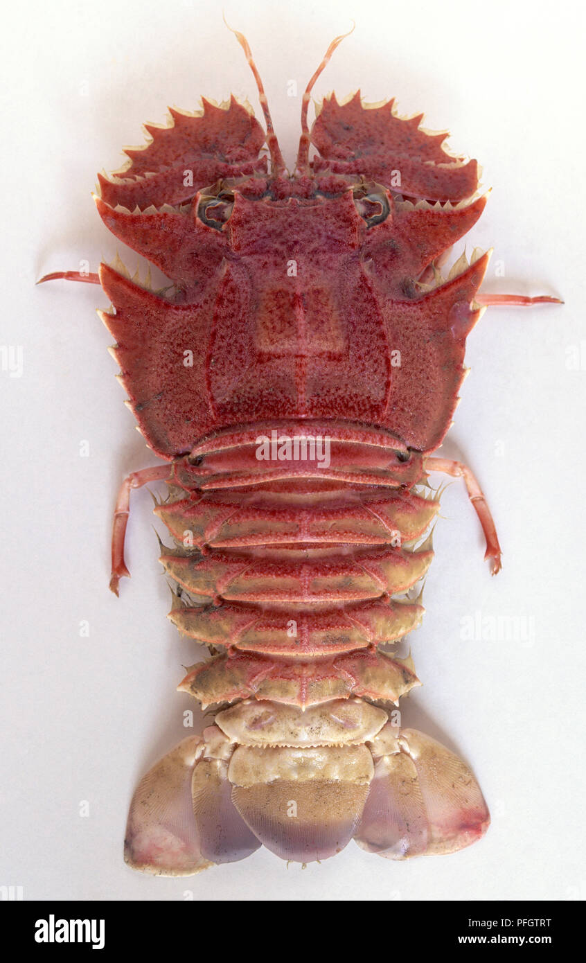 Australien, Sydney, Balmain Käfer, Krebse. Stockfoto