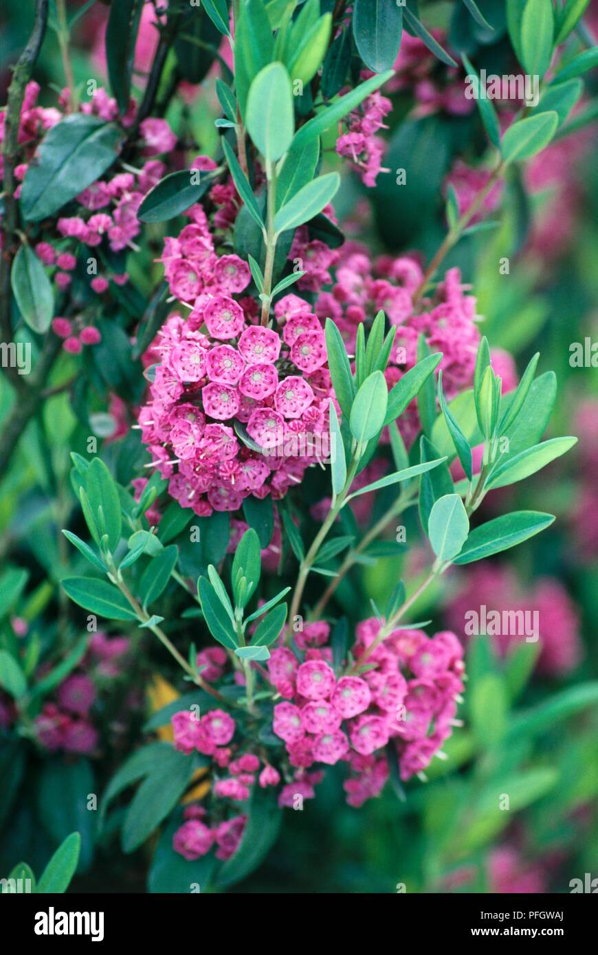 Kalmia angustifolia (Schafe Laurel) mit Clustern von kleinen rosa Blüten und Blätter Stockfoto