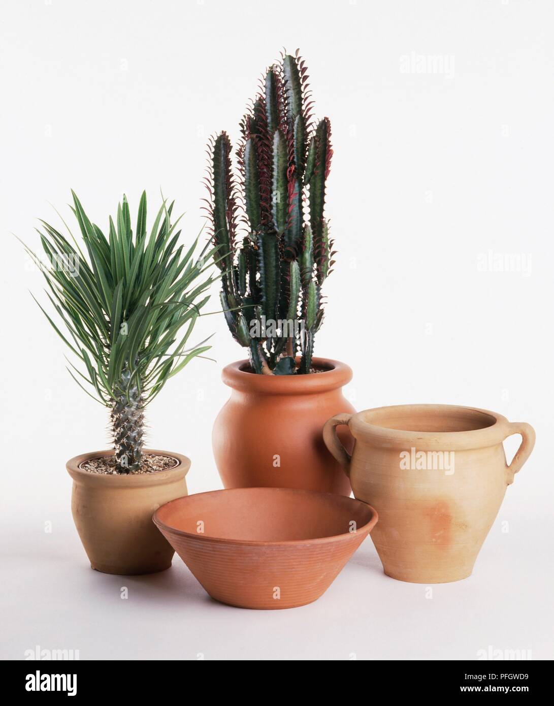 Vier unterschiedlich geformte Terracotta Töpfen, zwei mit Kakteen, Euphorbien rotundifolia 'Rot' und Pachypodium lamerei (Madagaskar Palm) Stockfoto