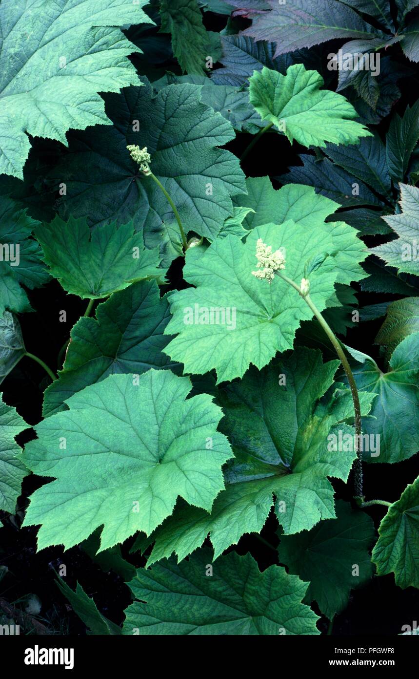 Blätter und Blüten von Astilboides tabularis, close-up Stockfoto