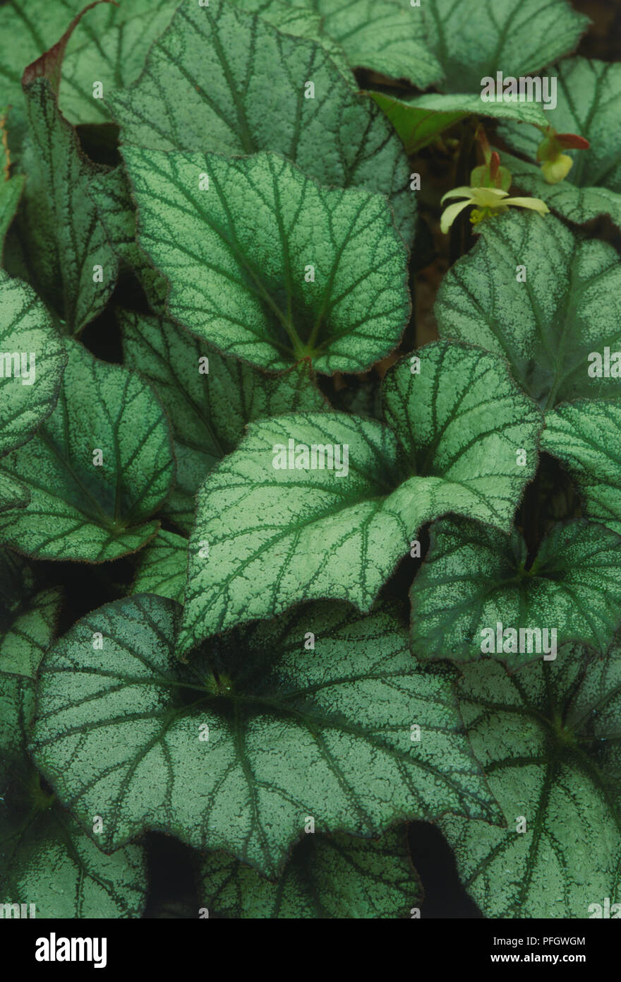Begonia 'Silver Queen', Bedeckung des Bodens mit Licht silber-grün, gezahnte Blätter mit spitzen oder apiculate Tipps, dunkel grünen Adern, und schräge oder asymmetrische Basen Stockfoto