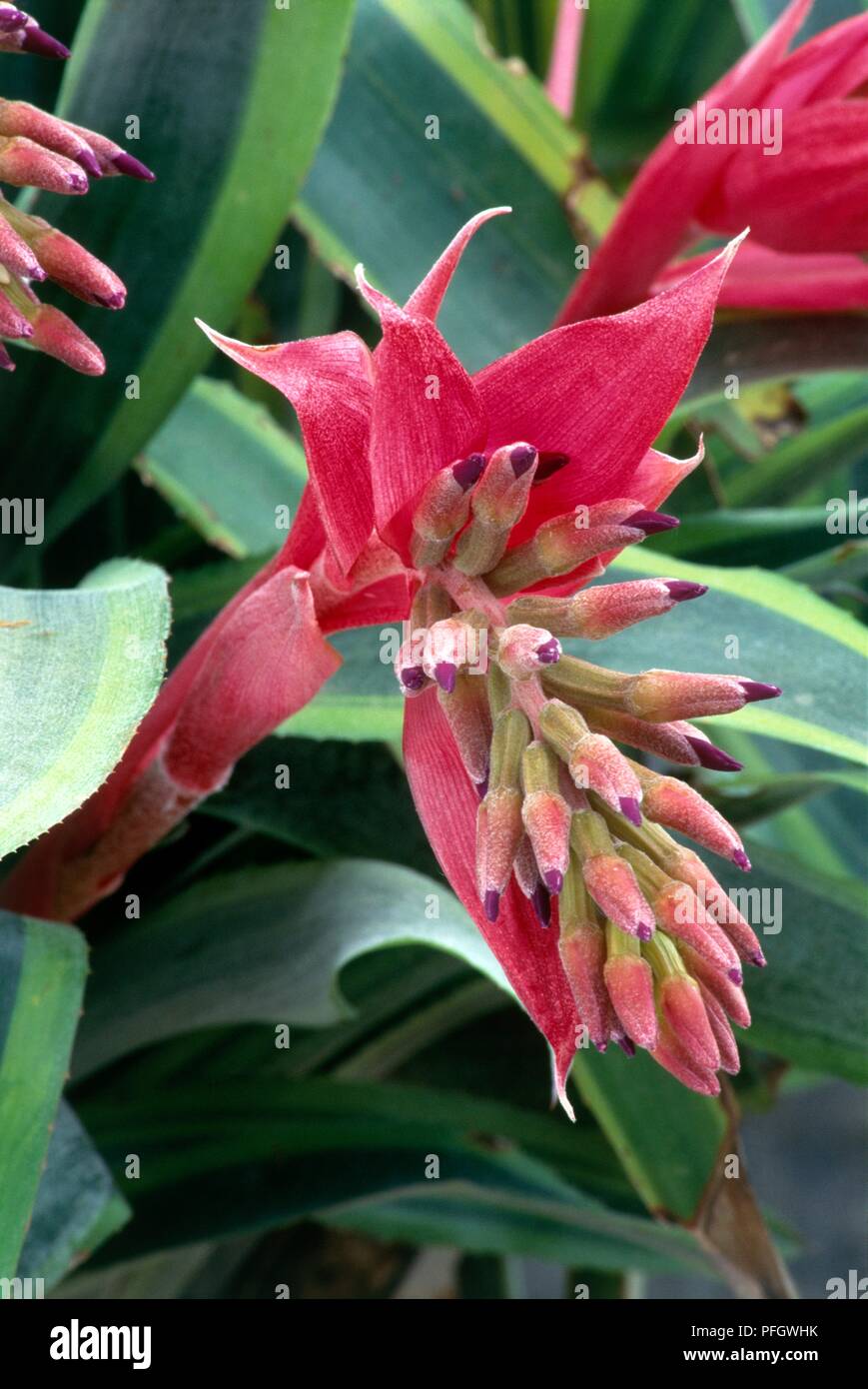 Eine pyramidalis Fotos und Bildmaterial in hoher Auflösung Alamy