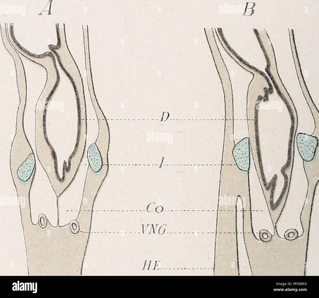 . Das Gliedmassenskelet der Wirbelthiere, mit besonderer Berücksichtigung des Schulter- und Beckengürtels bei Fischen, Amphibien und Reptilien. Knochen; Wirbeltiere; Anatomie, Vergleichende; Fische, Amphibien, Reptilien. Wicdersheim. (Iliedmaassenskeklt ÄMlrbeäkkm. M'fiq. J^-. , N^'*-M TM ^ ' ' 7 r Il&gt; Babybett: ^k^# ^.^"^^^^ m-. CLO-PG-Co DF.. FkjJS. Bitte beachten Sie, dass diese Bilder sind von der gescannten Seite Bilder, die digital für die Lesbarkeit verbessert haben mögen - Färbung und Aussehen dieser Abbildungen können nicht perfekt dem Original ähneln. extrahiert. Wiedersheim, Robert, 1848-1923. Stockfoto