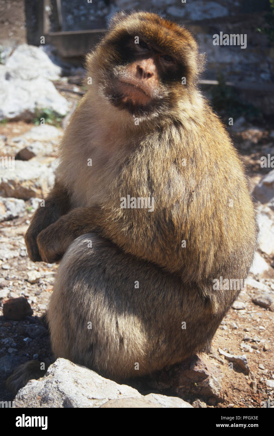 Barbary Ape Sitzen Stockfoto