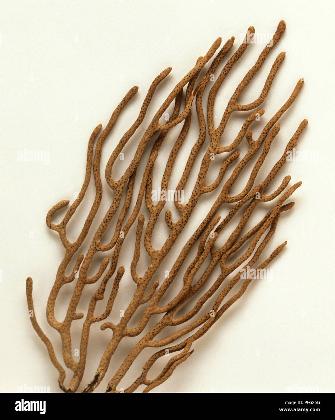 Meer peitsche Coral (Plexaura sp.), die in der homöopathischen Medizin verwendet, close-up Stockfoto