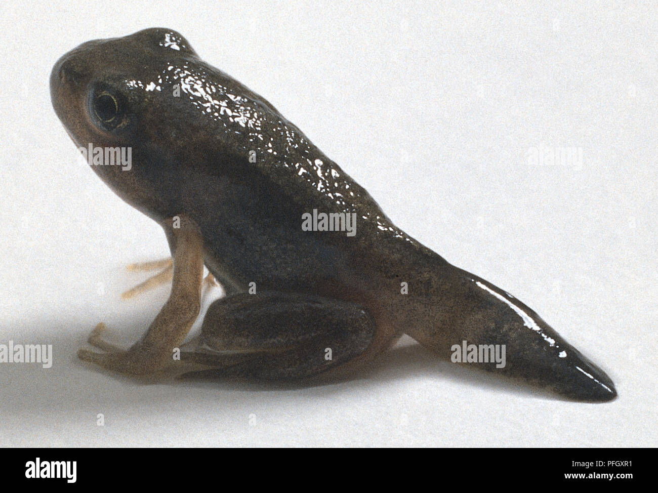 Kaulquappe mit langen Beinen und Schwanz stumpf Stockfoto