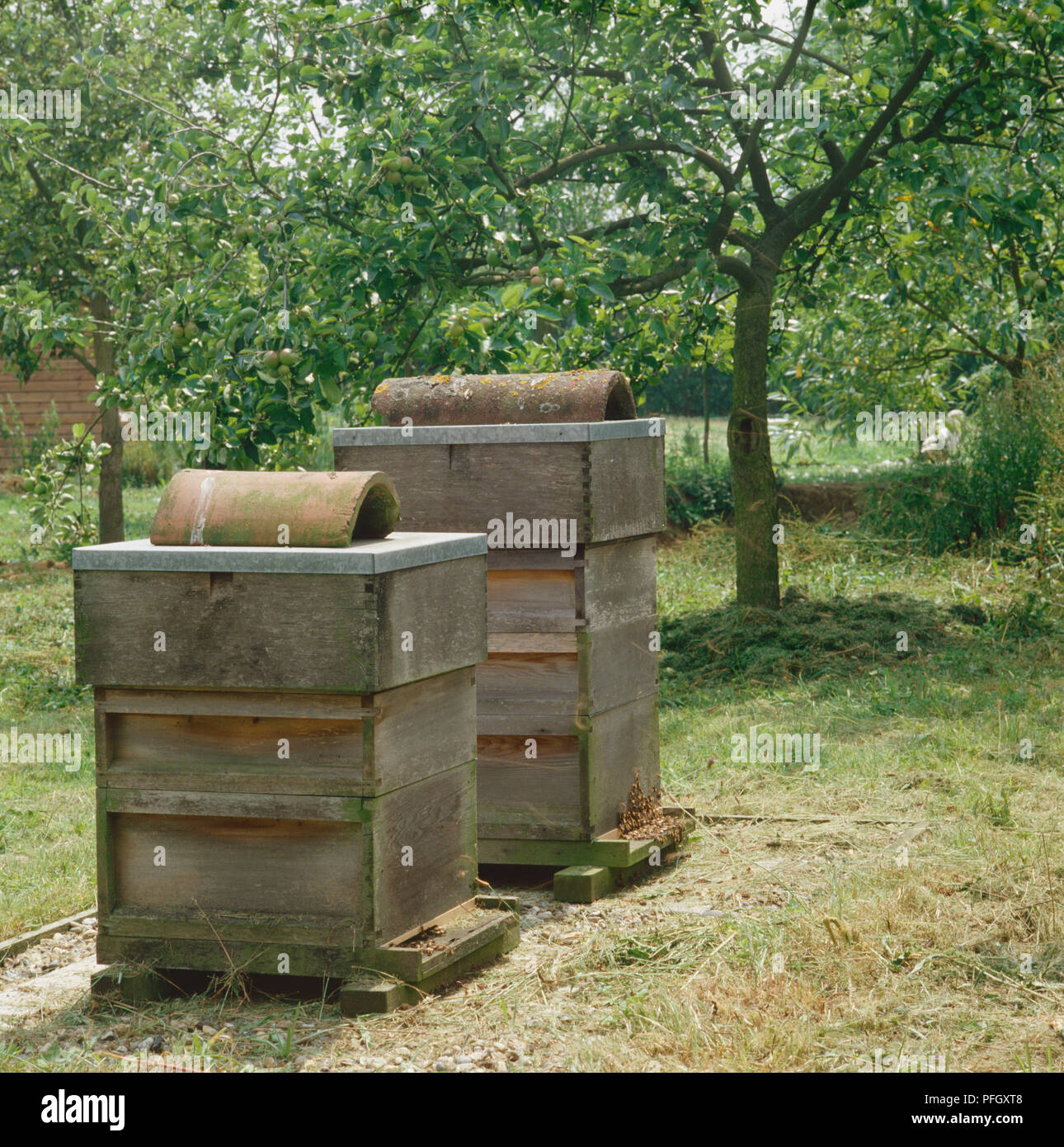 Zwei Holz- Bienenstöcke stehen Seite an Seite in Garten, Bienen schwärmen unten um den Hives, Obst Baum im Hintergrund. Stockfoto