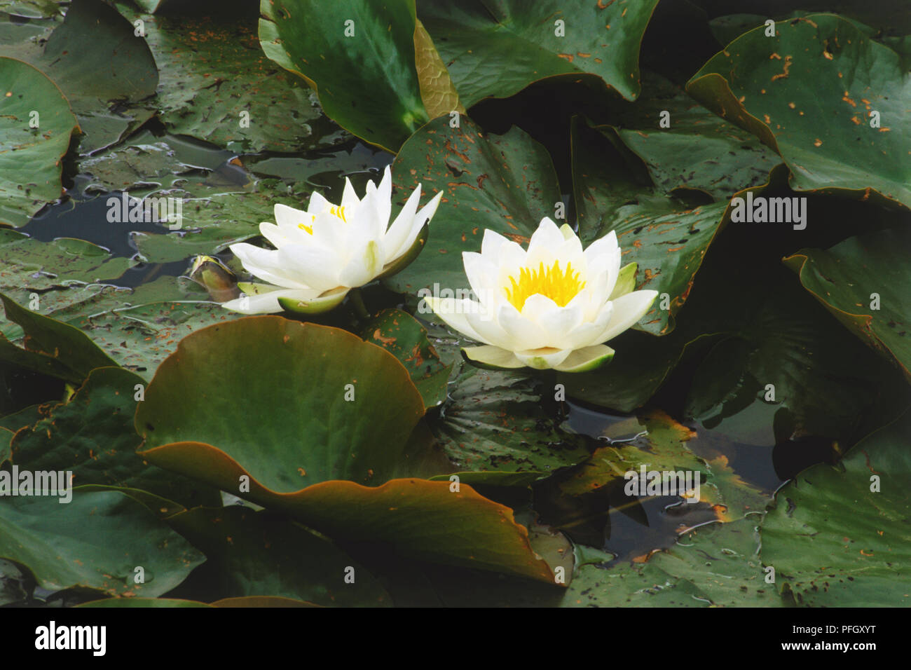 Zwei weiße Seerosen Stockfoto