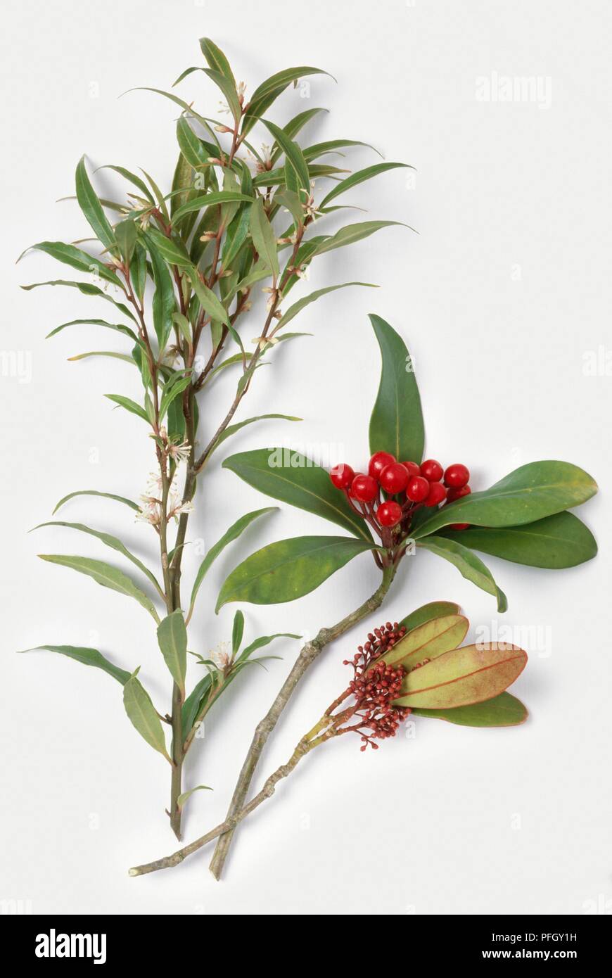 Zweige Sarcococca hookeriana var digyna (süß), Skimmia japonica und Skimmia japonica 'Rubella' Stockfoto