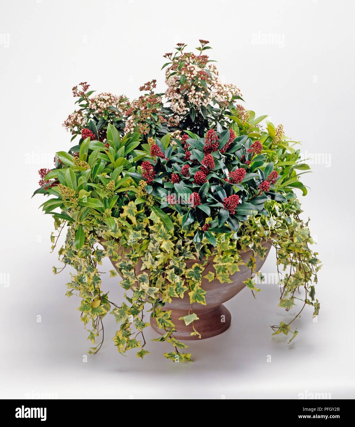 Ton Urne mit Viburnum tinus 'Eve Price' (Laurustinus), Skimmia laureola, Hedera helix 'Harald' (Ivy) und Skimmia japonica 'Rubella' Stockfoto