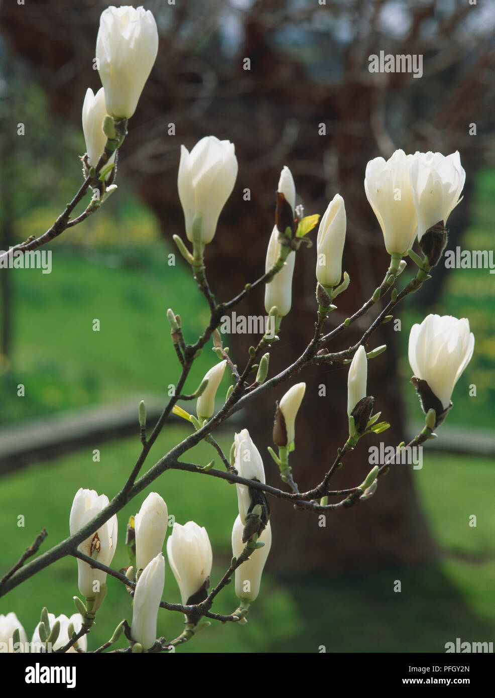 Magnolia denudata, Lily Baum oder Yulan Blumen. Stockfoto