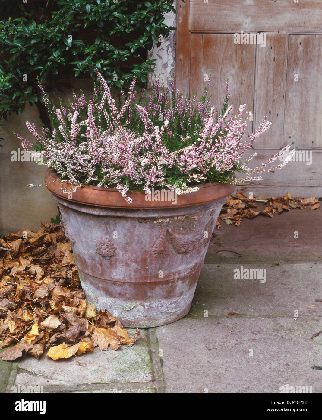 Calluna vulgaris, blühende Ling oder Schotten Heather in Terrakotta Topf auf Terrasse. Stockfoto