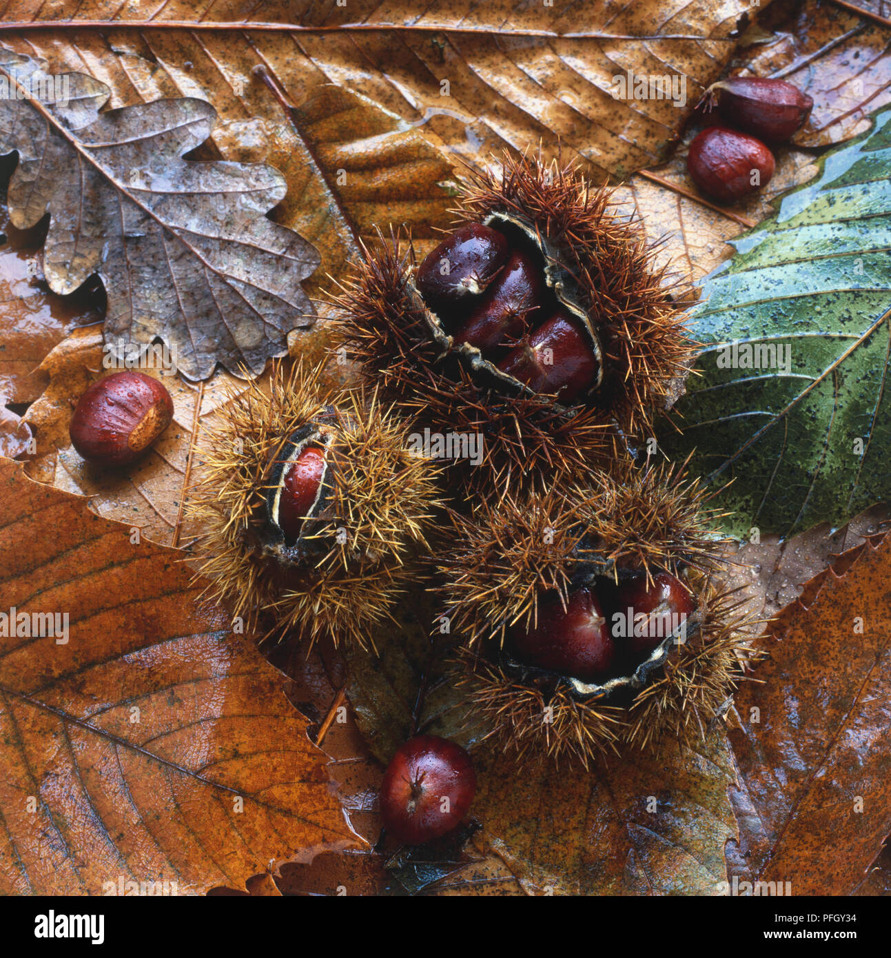 Castanea sativa, die Kastanien in Stacheligen cupules auf nassen Blätter im Herbst zerstreut bis zu schließen. Stockfoto