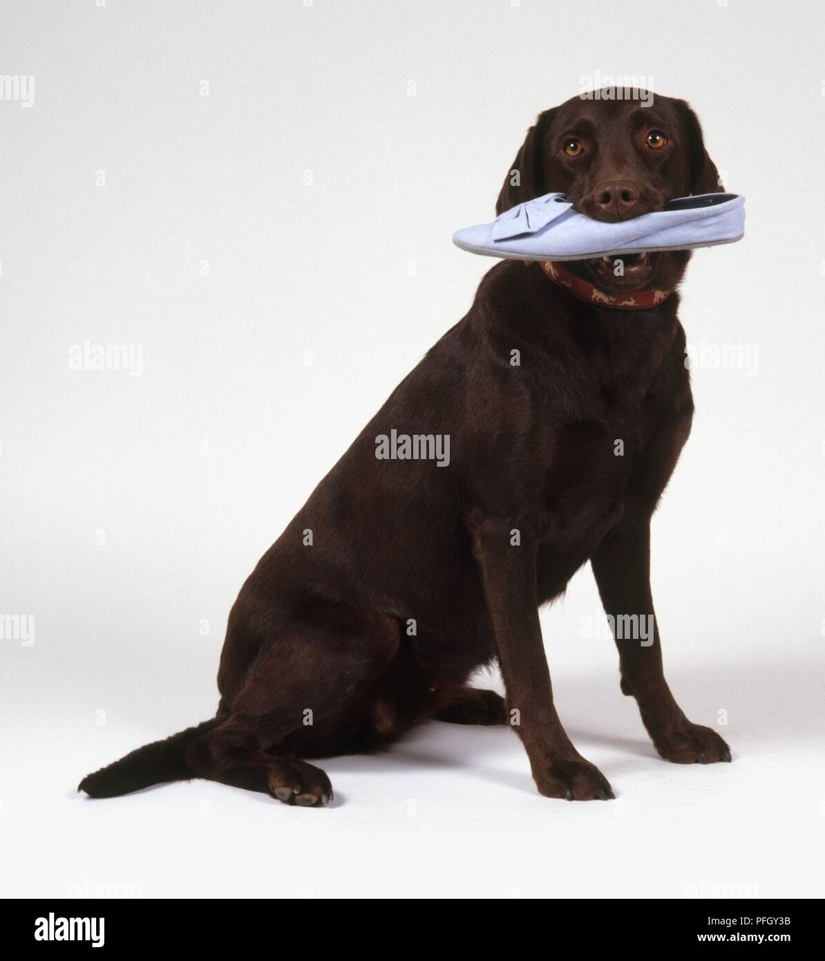 Chocolate Labrador mit Frau Schuh im Mund. Stockfoto