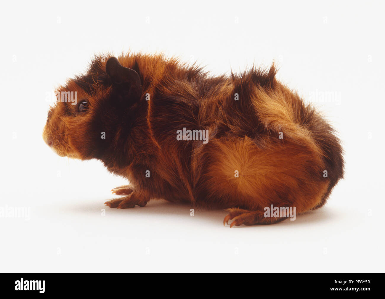 Ein rot-braunes Meerschweinchen, Seitenansicht Stockfoto
