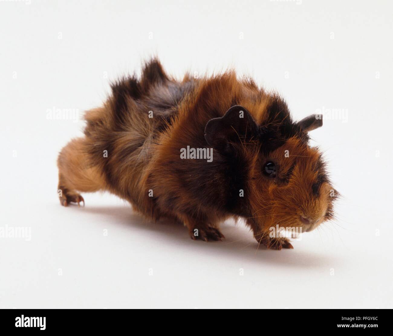 Eine rote und braune Meerschweinchen Stockfoto
