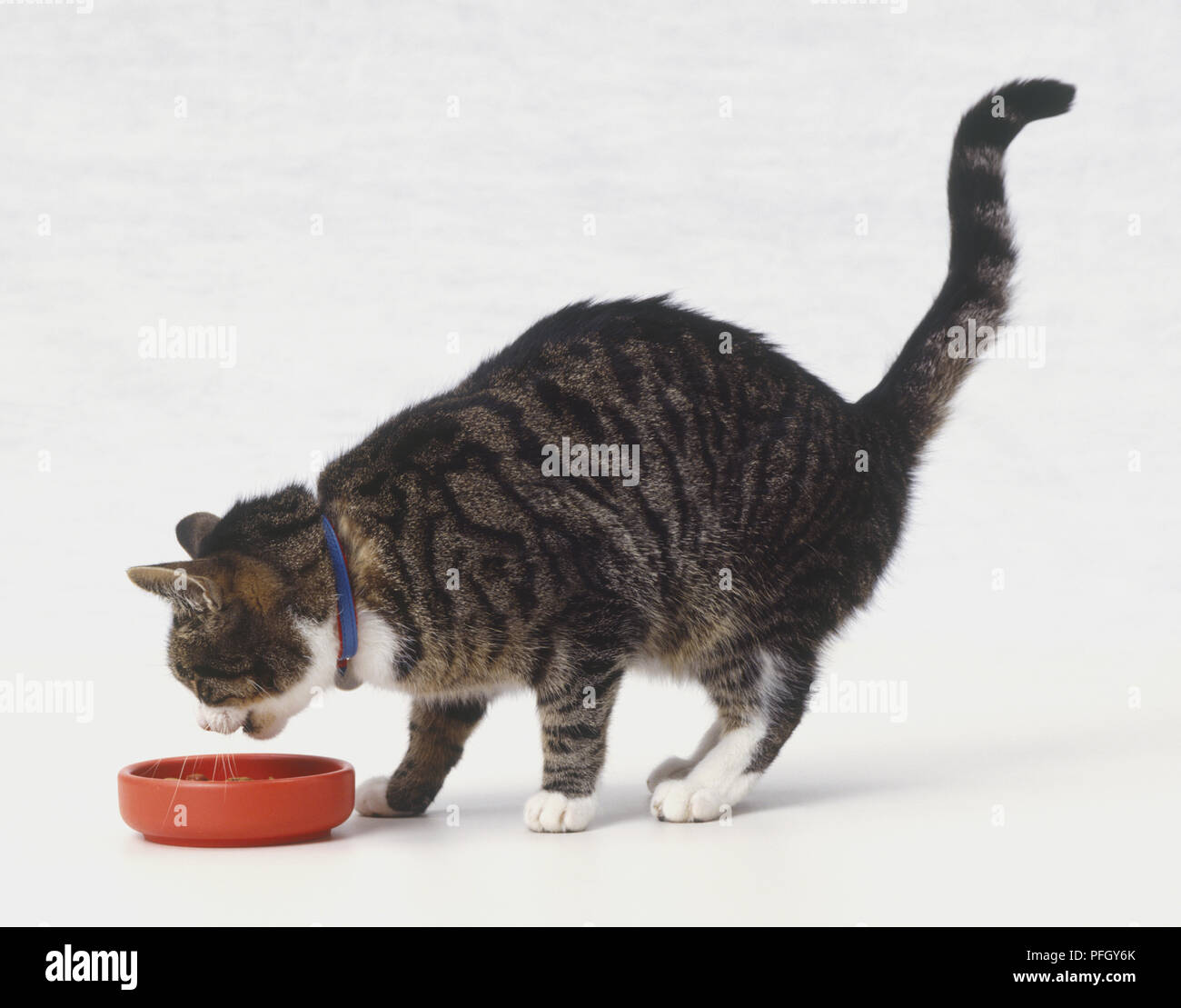 Grau Tabby kurzhaar Katze (Felis catus) mit weißen Hals und Pfoten Beschickung von Red cat Bowl, Seitenansicht Stockfoto