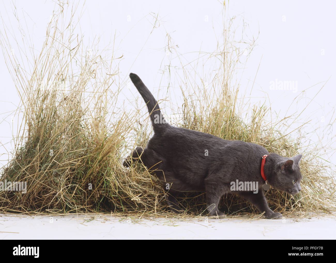 British Blue Shorthair Katze (Felis catus) zu Fuß durch lange Gräser, Seitenansicht Stockfoto