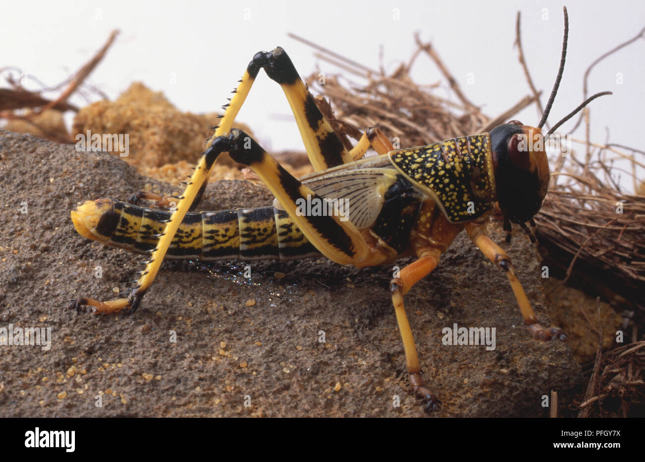Wüste Heuschrecken, sensible Antennen, Facettenaugen, harte Kragen Thorax schützen, segmentierten Bauch, langen, starken Rücken Beine mit scharfen Stacheln, Seitenansicht. Stockfoto