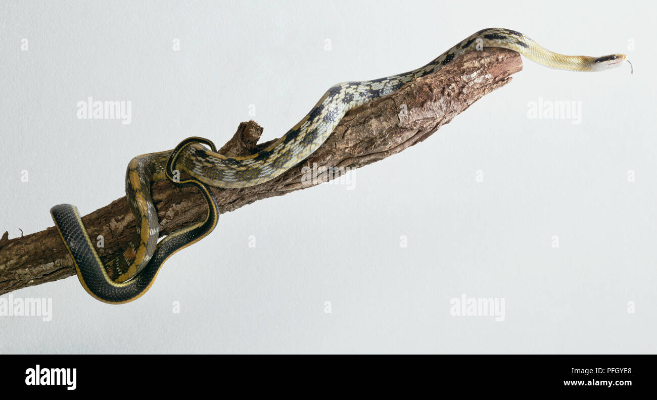 Trinket snake (Elaphe helena Helena) auf Zweig, close-up Stockfoto