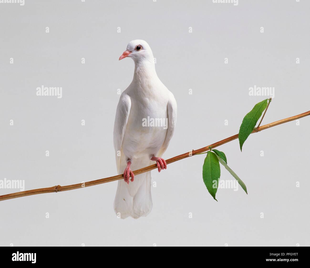 Weiße Taube auf einem Ast sitzend. Stockfoto