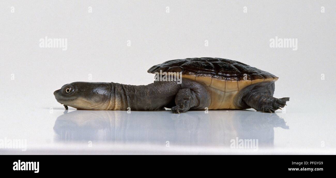 Snake-necked Turtle (Chelodina longicollis), Seitenansicht Stockfoto