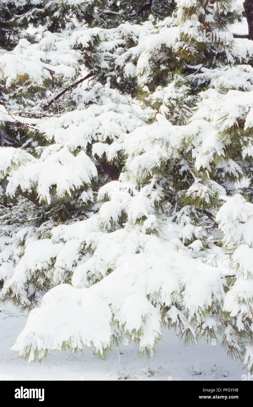 Pinus thunbergii (Japanische Schwarzkiefer), Schnee, der unteren Äste des Baums Stockfoto