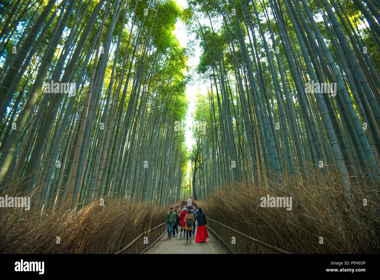 Touristen, die durch den Arashiyama Bamboo Forest in Kyoto City, Japan, wandern. Stockfoto