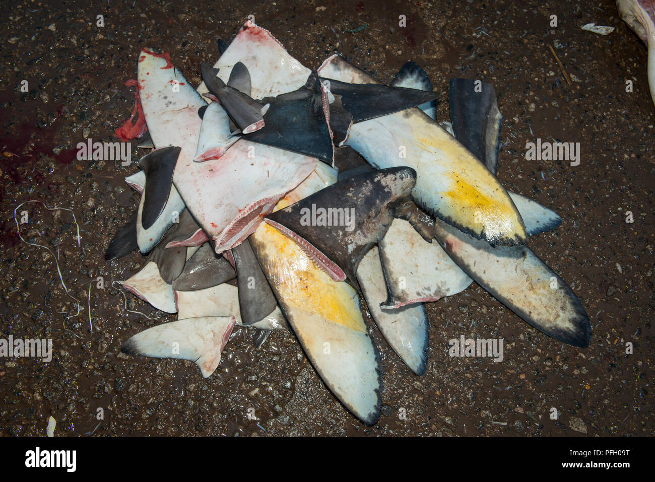 Eine Mischung aus frisch geschnittenen Riffhaiflossen auf dem Boden im Negombo Fish Market, Colombo, Sri Lanka. Stockfoto