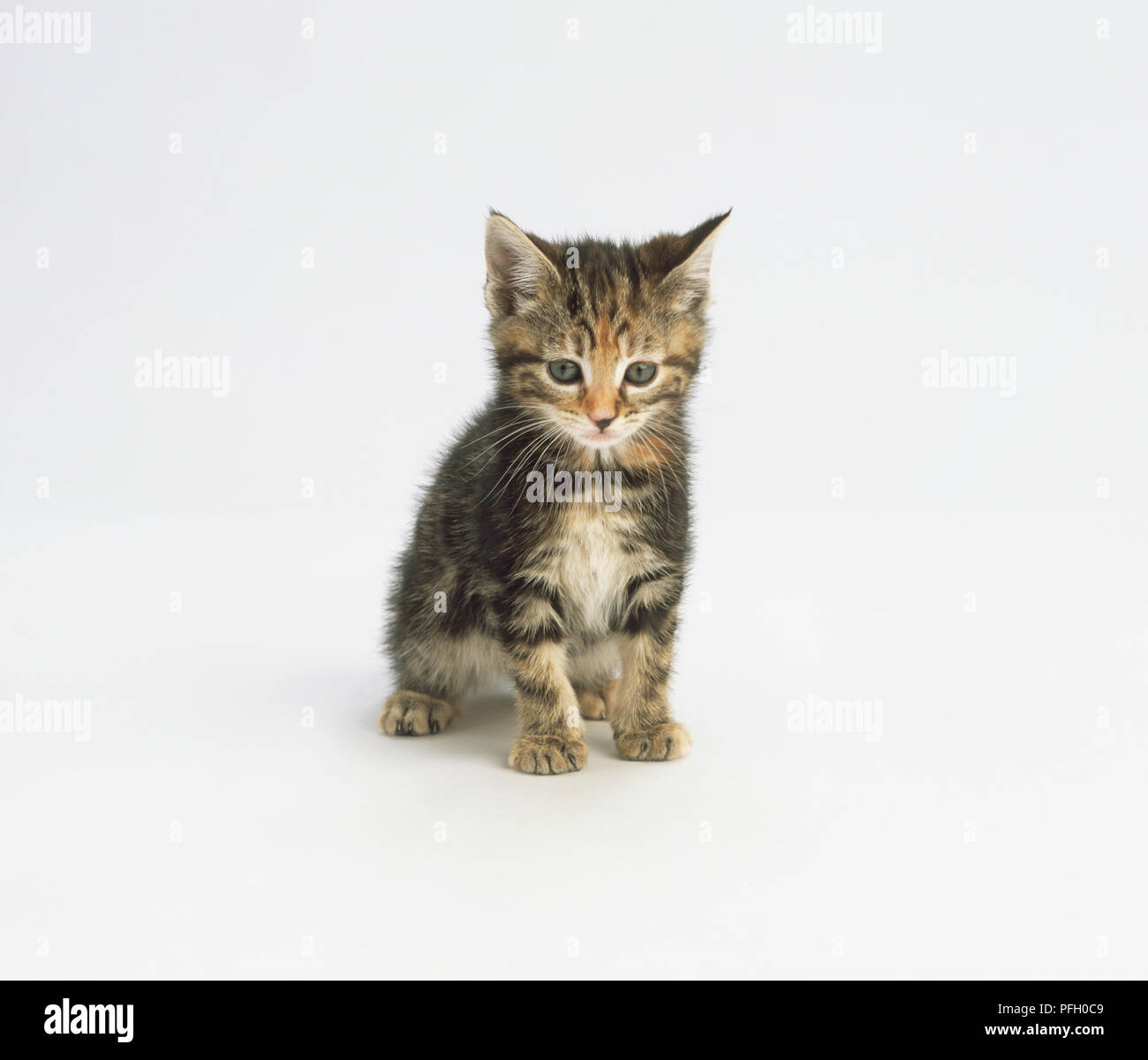 Tabby kitten zurück auf die Hinterbeine und Geradeaus auf der Suche Stockfoto