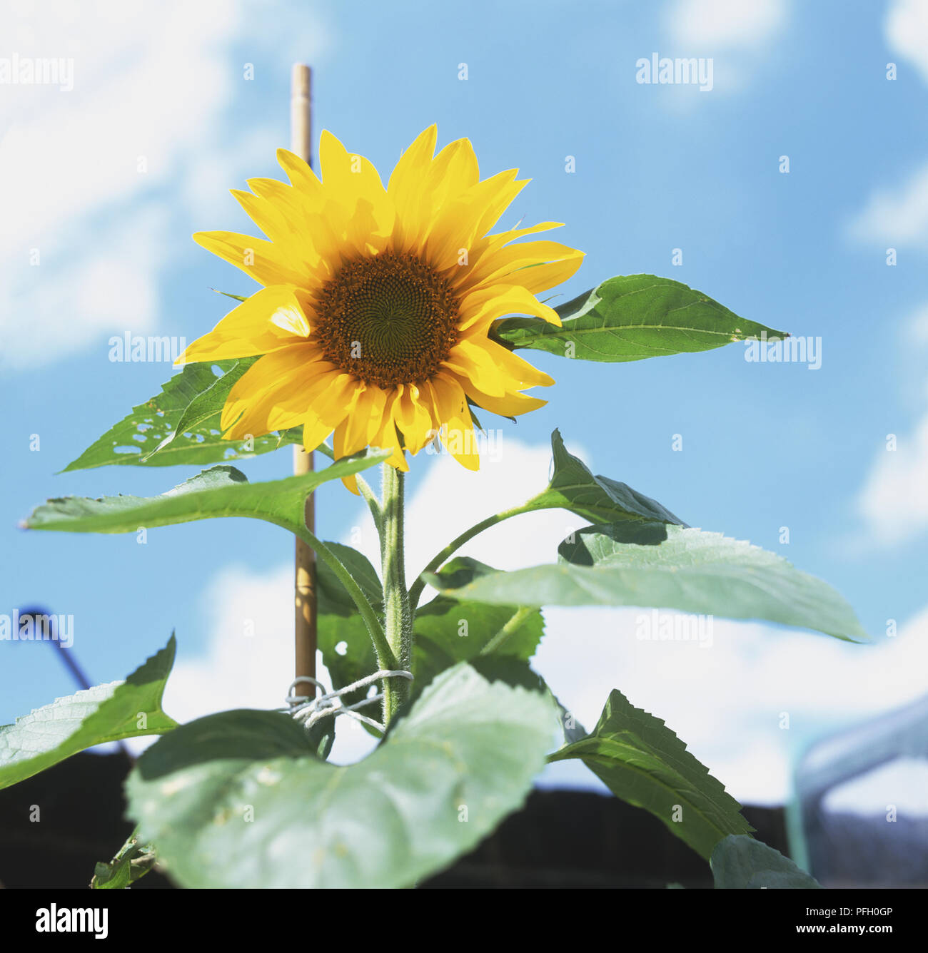 Helianthus Sp., Sonnenblumen zu einem Bambusstab gegen den blauen Himmel gebunden, Low Angle View Stockfoto