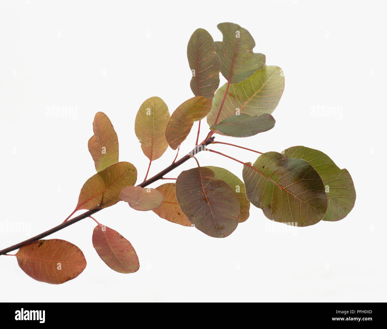 Zweig der ovalen grünen und rötlichen Blätter Stockfoto