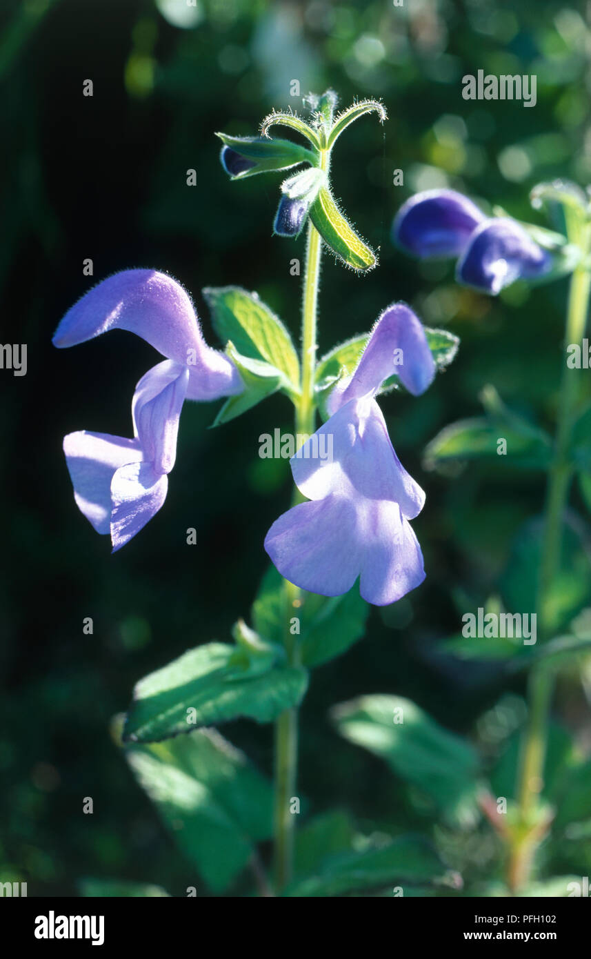 Salvia patens" Chilcombe' (Enzian sage), blaue Blumen, close-up Stockfoto