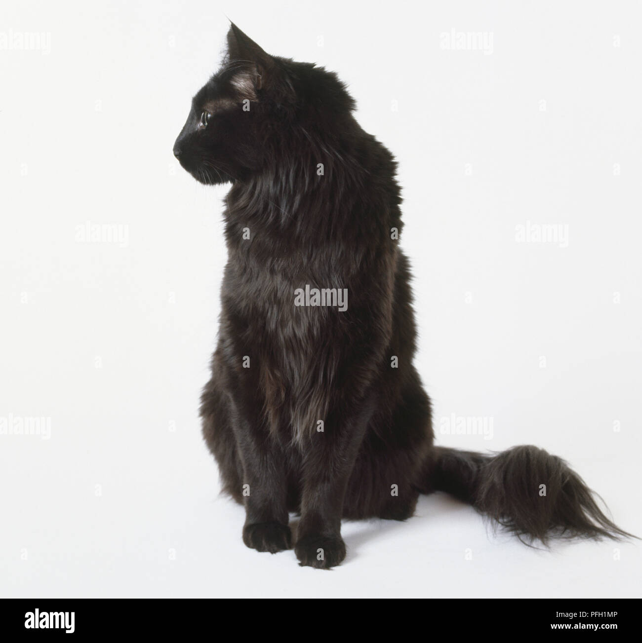 Schwarz Türkisch Angora Katze mit spitzen Ohren und buschigen Schwanz,  sitzen Stockfotografie - Alamy