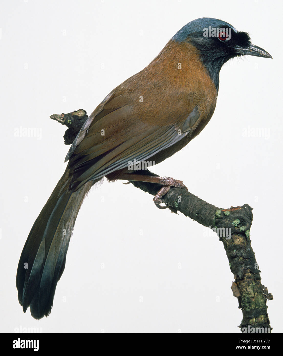 Rechte Seitenansicht eines Lachen - soor, black-throated, auf einer dünnen Zweig, blaue und braune Vogel mit einem langen Schwanz gehockt Stockfoto