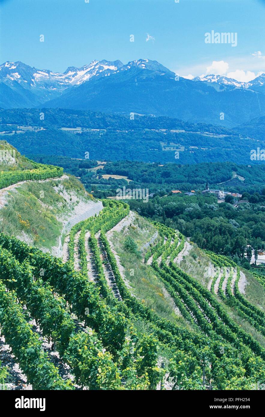 Frankreich, Rhône-Alpes, Weinberge in der Bergwelt im Savoy Bereich Stockfoto
