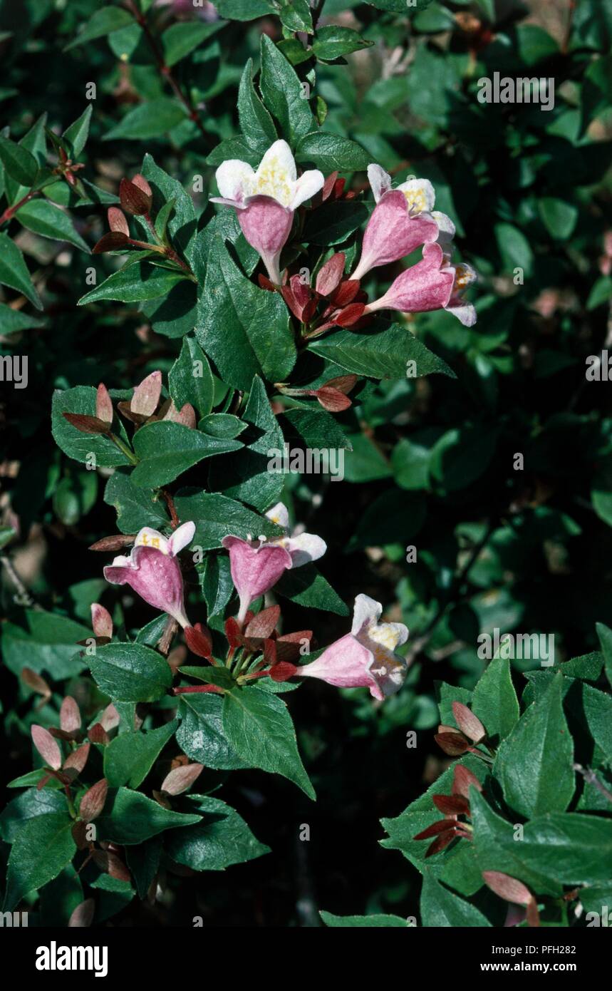Abelia schumannii Fotos und Bildmaterial in hoher Auflösung Alamy