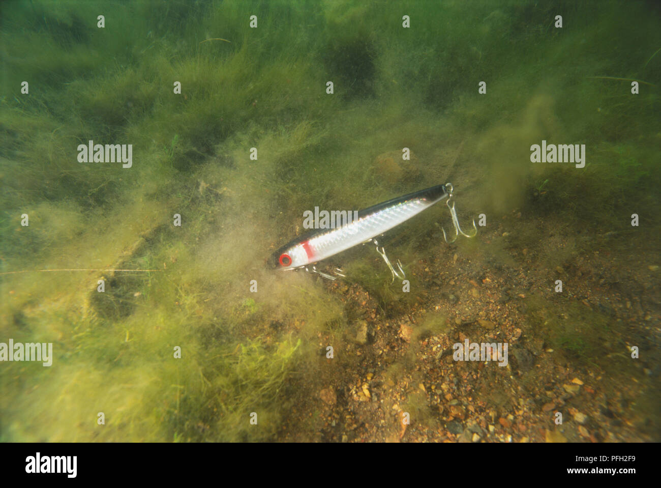 Oben Ansicht einer Fisch-förmigen Phantom feeder Angeln Köder im Wasser und grünen Alge. Stockfoto