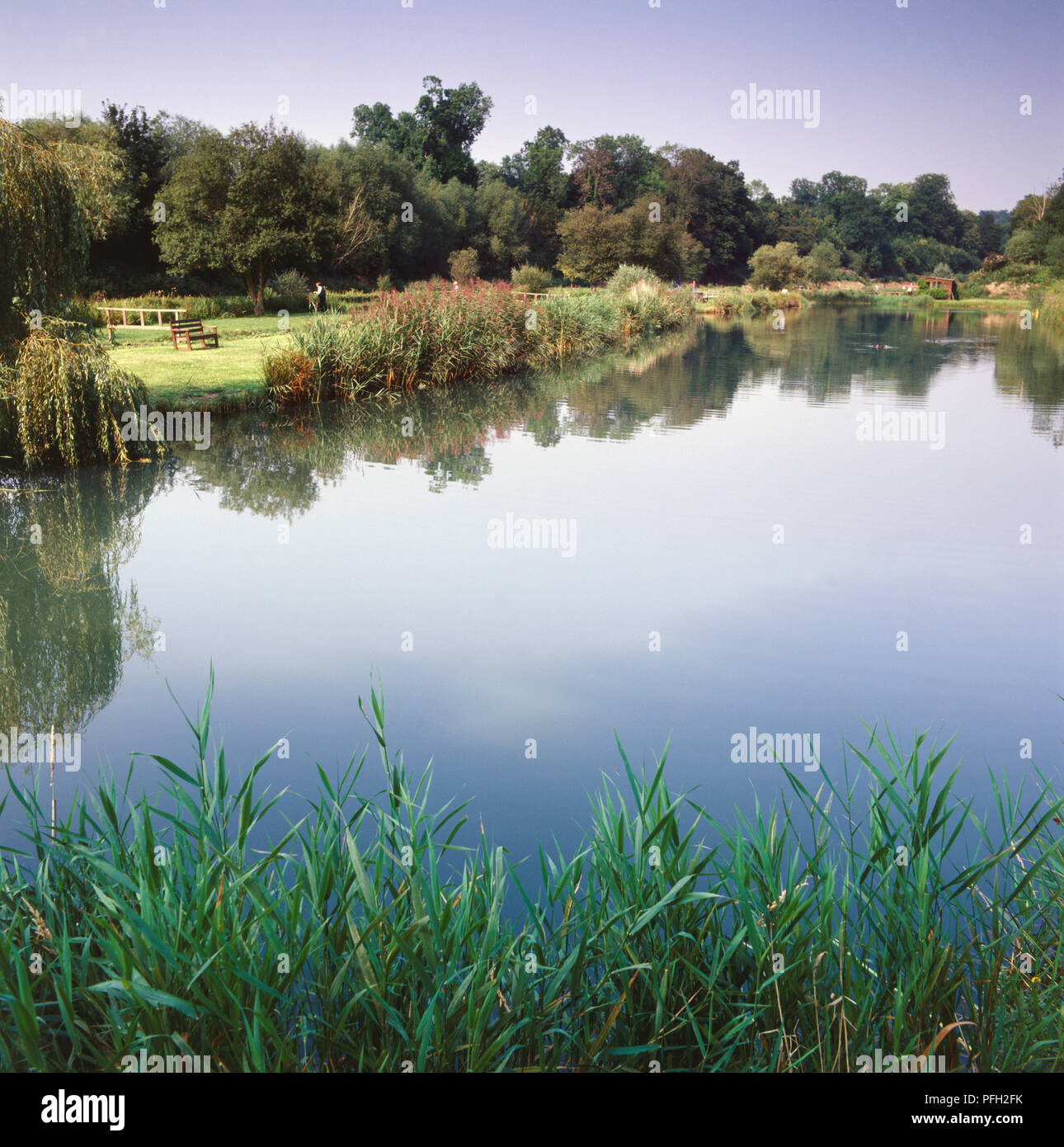 Groen knstlichen See oder Teich mit Schilf im Vordergrund und die  umliegenden Bume, Gras Stockfotografie - Alamy