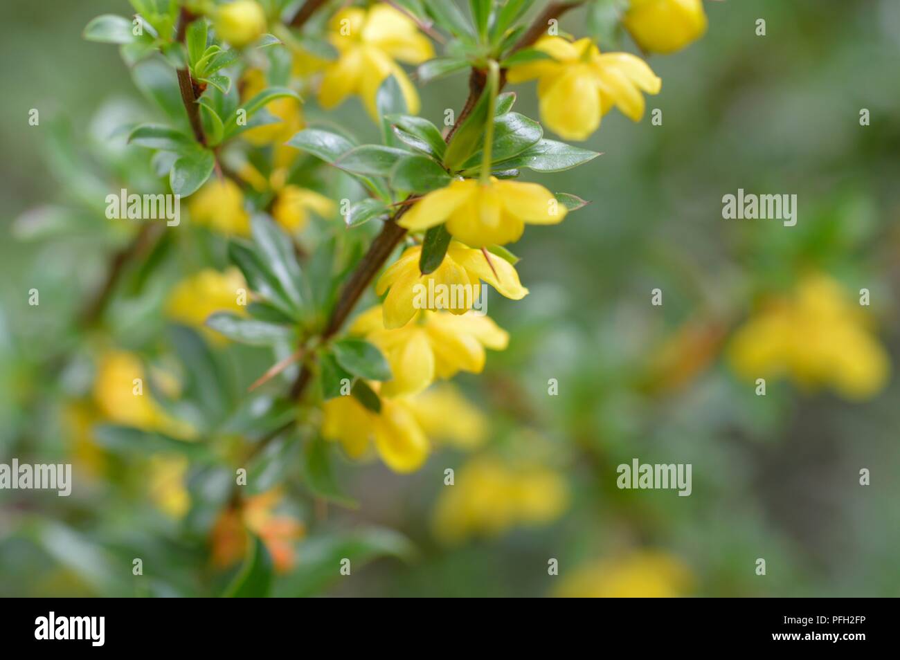 Gelbe berberis Blumen Stockfoto