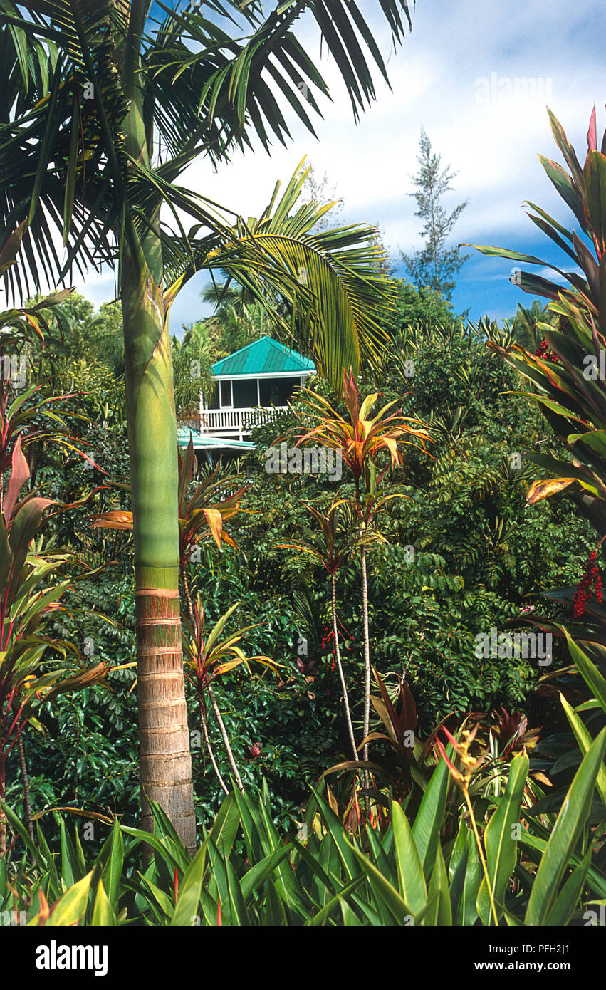 USA, Hawaii Inseln, Maui, Garten Eden Arboretum und der Botanische Garten, der üppigen Vegetation und Palmen im botanischen Garten mit Blick auf den Pazifischen Ozean Stockfoto
