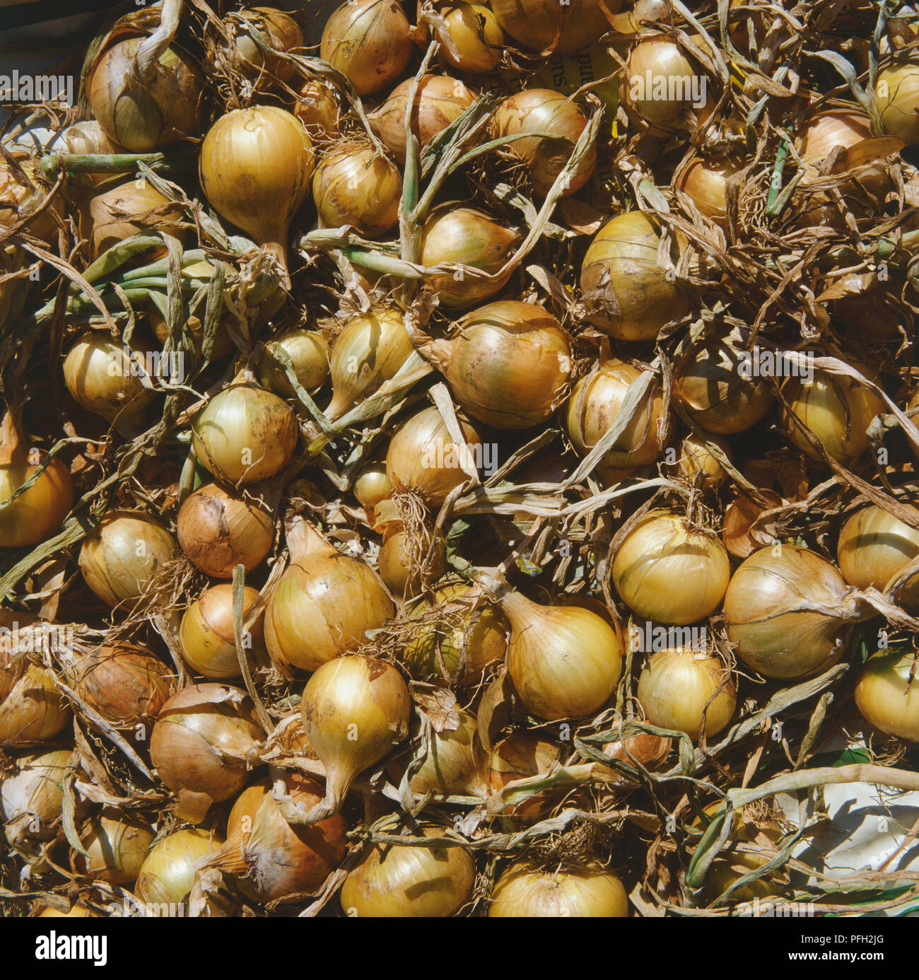 Zwiebel Ernte, reife Zwiebeln, golden braun papery Haut, lange papery Stiele, in Haufen versammelt, oben betrachten. Stockfoto