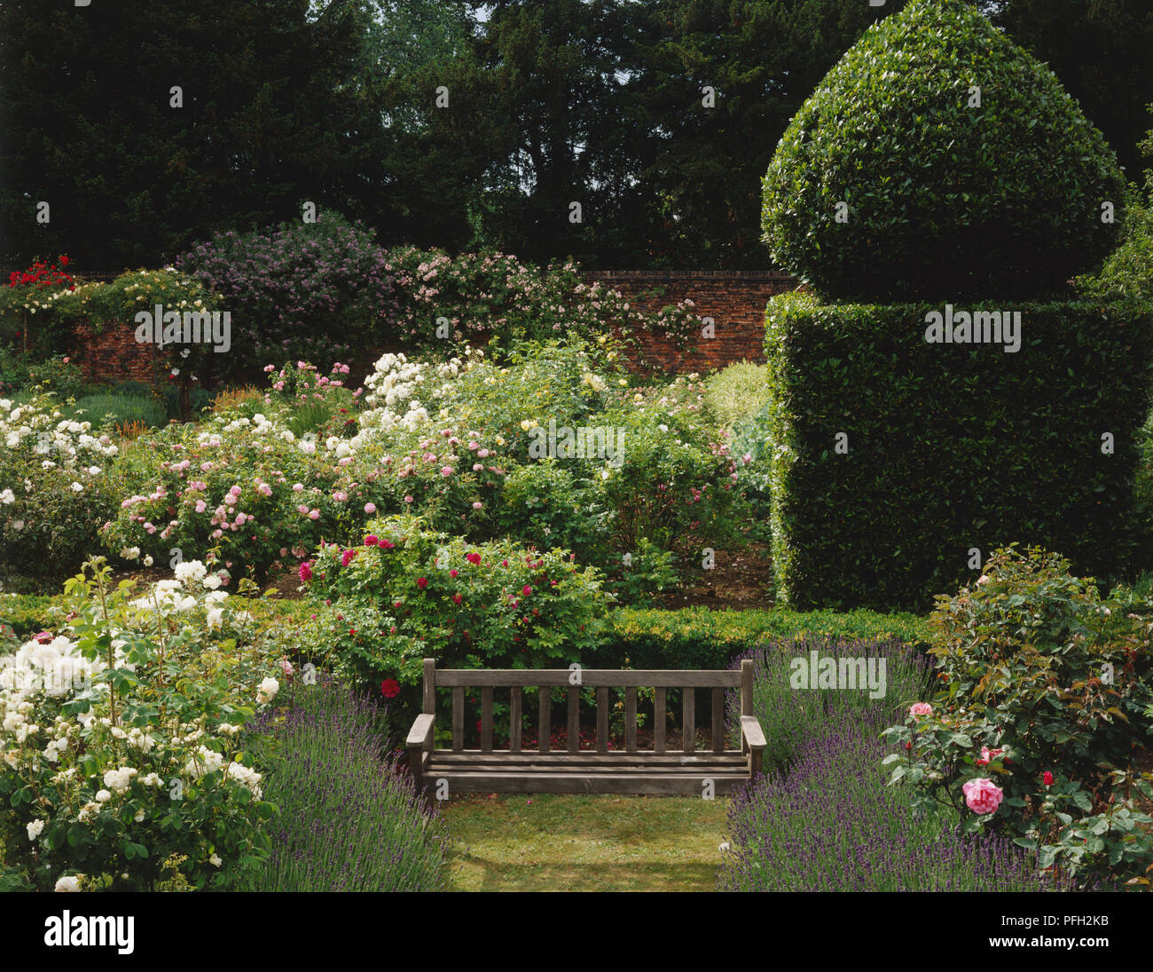 Ansicht eines Cottage Garten mit Holzsitz, getrimmte formale Hecken, Lavendel und Rosen eine Mauer mit Rosen Klettern in den Hintergrund. Stockfoto