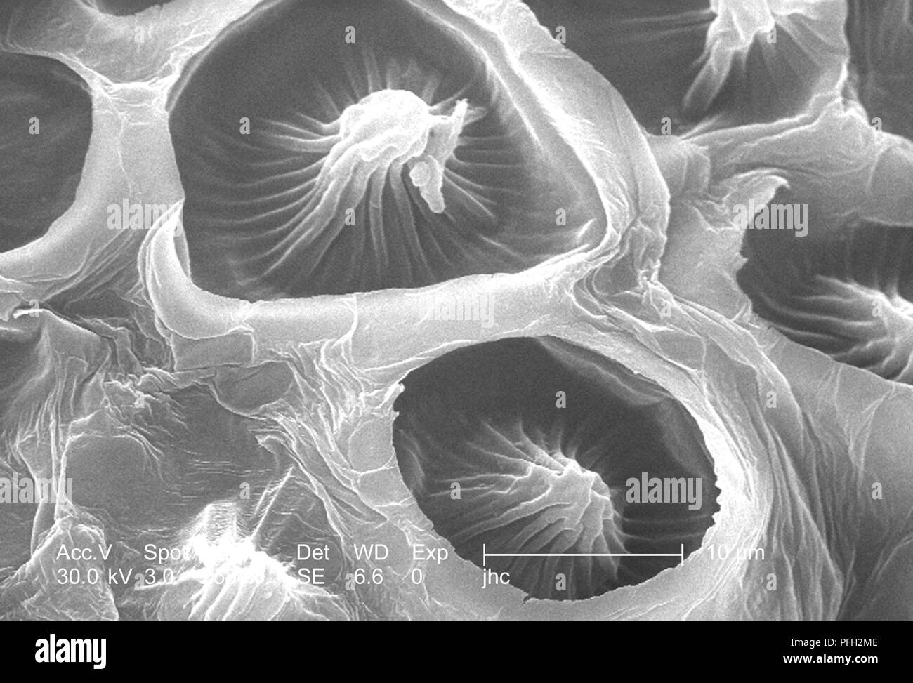 Ultrastrukturforschung Details auf der Oberfläche einer "Crimson clover', Trifolium incarnatum Blume Blütenblatt, in der 2584 x offenbart vergrößerte Rasterelektronenmikroskopische (SEM) Bild, 2006. Mit freundlicher Seuchenkontrollzentren (CDC)/Janice Haney Carr, Betsy Kran. () Stockfoto