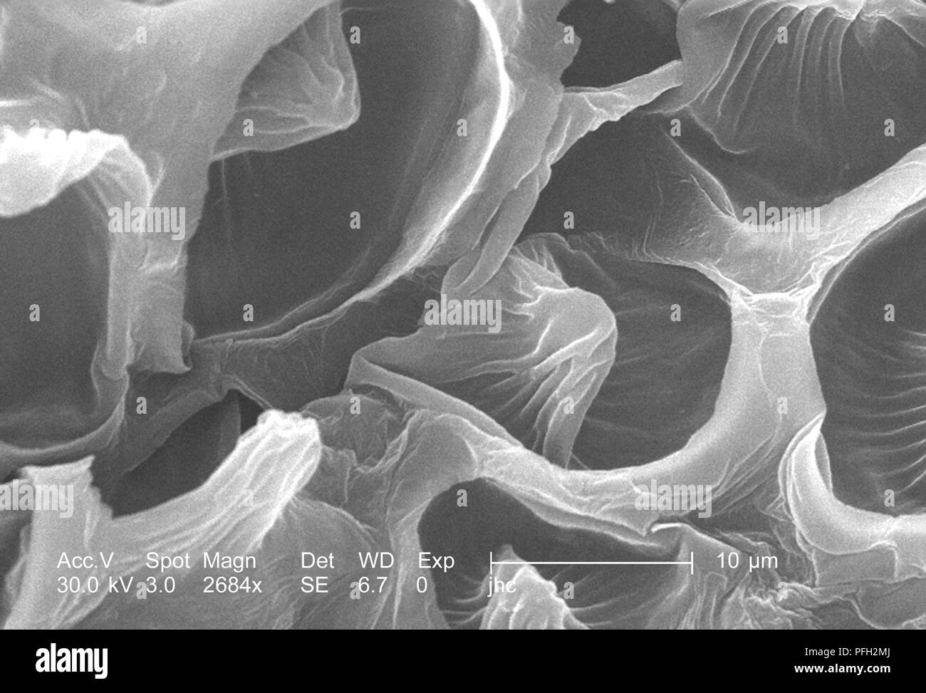 Ultrastrukturforschung Details auf der Oberfläche einer "Crimson clover', Trifolium incarnatum Blume Blütenblatt, in der 2684 x offenbart vergrößerte Rasterelektronenmikroskopische (SEM) Bild, 2006. Mit freundlicher Seuchenkontrollzentren (CDC)/Janice Haney Carr, Betsy Kran. () Stockfoto