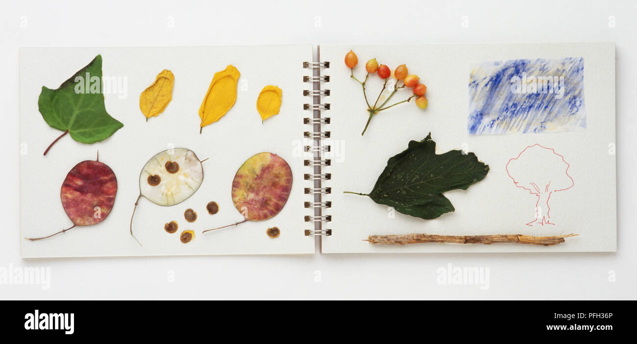 Pflanzen und Zeichnungen über zwei Seiten eines Skizzenbuch Stockfoto