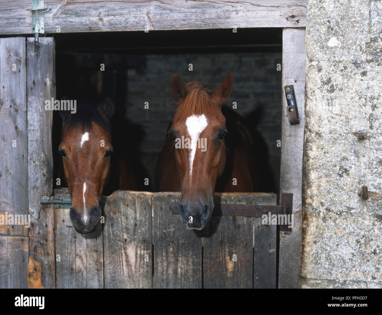 Köpfe von zwei Pferde (Equus caballus) peeking über stabile stall Tür, Vorderseite Stockfoto