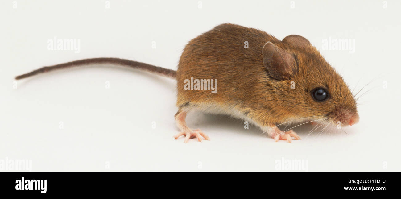 Fieldmouse Stockfotos & Fieldmouse Bilder Alamy