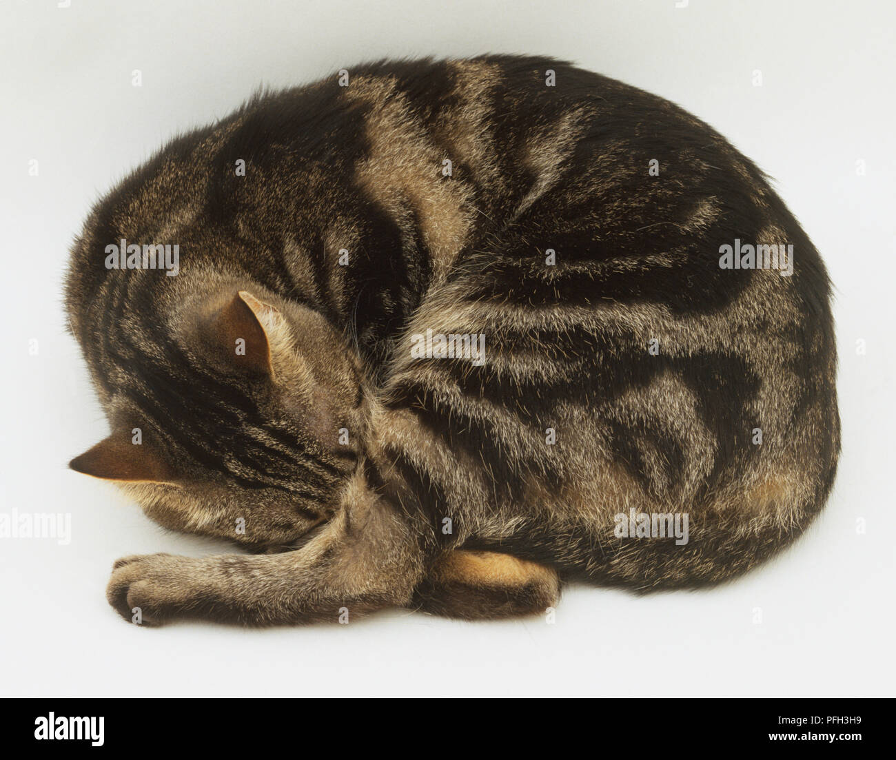 Schlafende Katze (Felis catus) bis lag eingerollt, Ansicht von oben Stockfoto